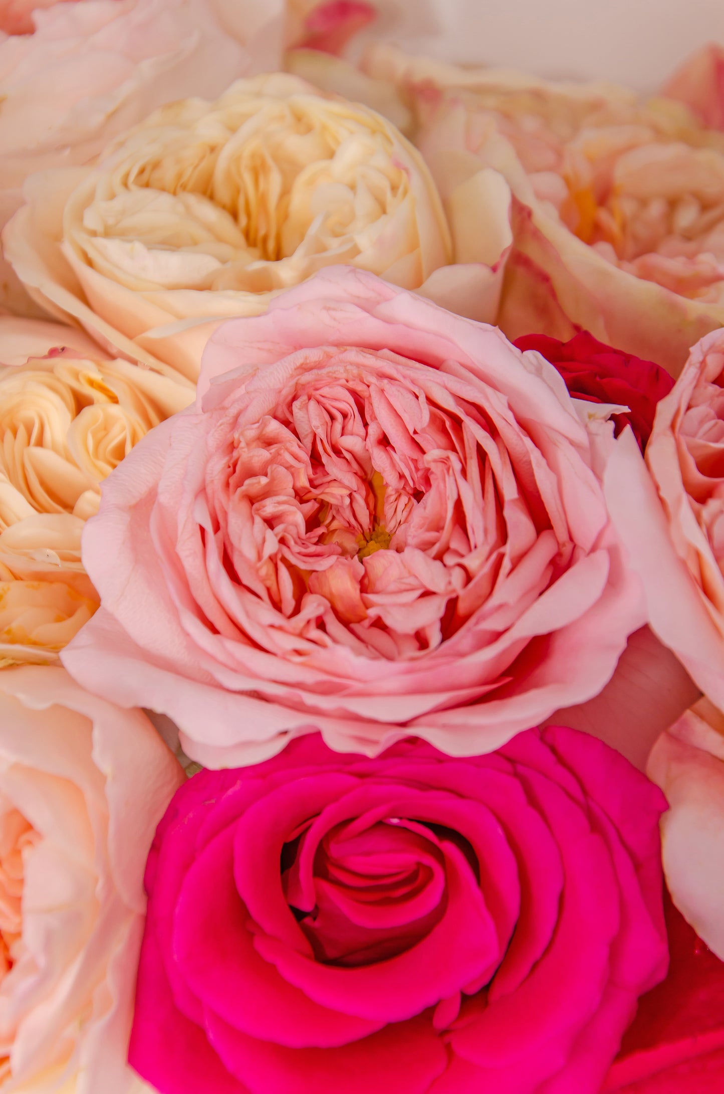 Classic Rose Bouquet