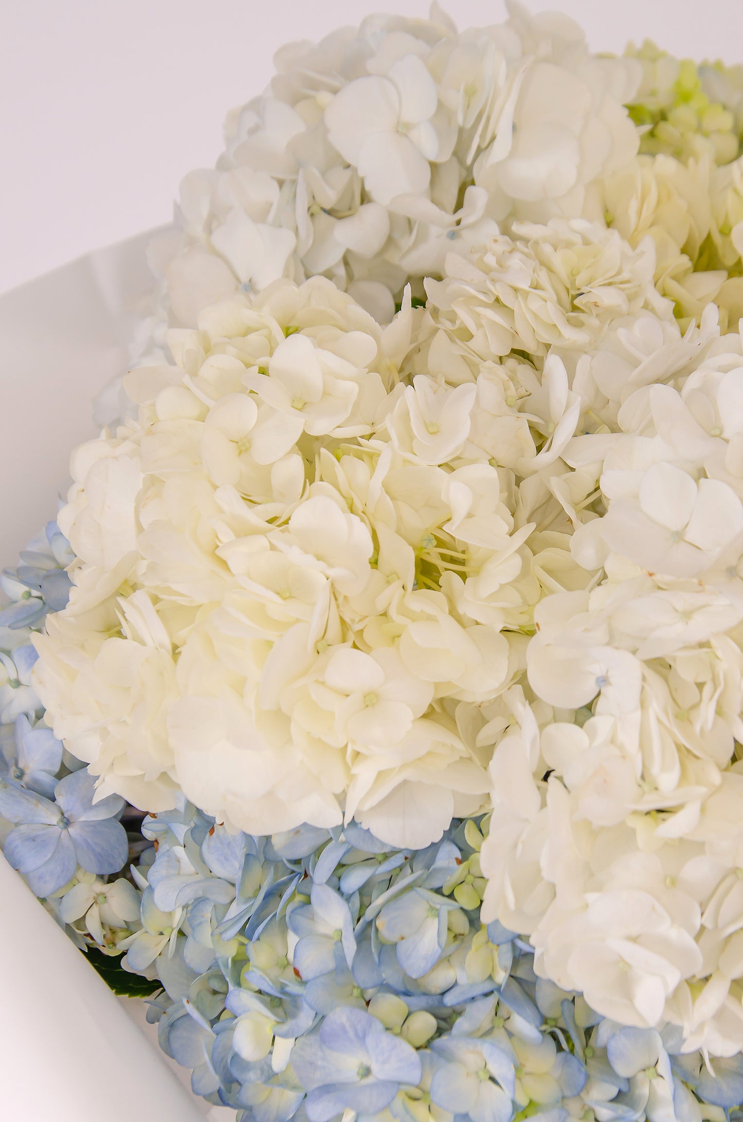 Hydrangea Bouquet